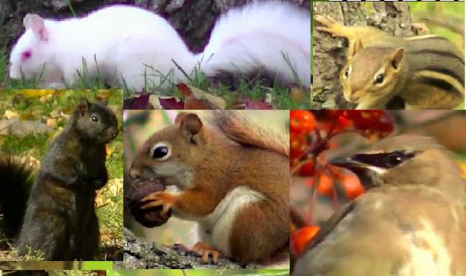 Emulate Android APK Videos for Cats and Dogs