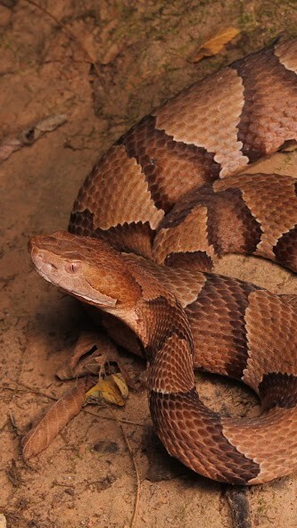 Run android online APK Viper Wallpaper from MyAndroid or emulate Viper Wallpaper using MyAndroid Run android online APK Viper Wallpaper from MyAndroid or emulate Viper Wallpaper using MyAndroid