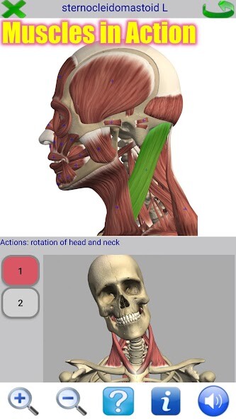 Run android online APK Visual Anatomy 2 from MyAndroid or emulate Visual Anatomy 2 using MyAndroid