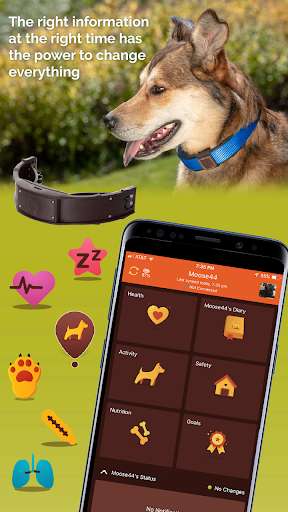 Run android online APK Waggit from MyAndroid or emulate Waggit using MyAndroid