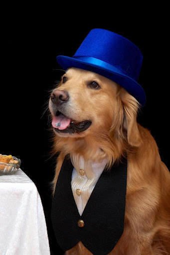 Run android online APK Wallify - Pets Wallpapers (Buzzsharer) from MyAndroid or emulate Wallify - Pets Wallpapers (Buzzsharer) using MyAndroid