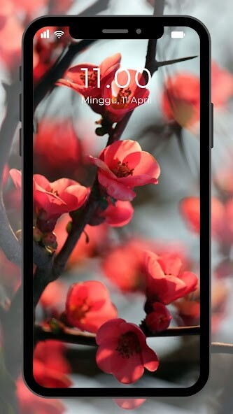 Run android online APK Wallpaper Bunga Sakura from MyAndroid or emulate Wallpaper Bunga Sakura using MyAndroid Run android online APK Wallpaper Bunga Sakura from MyAndroid or emulate Wallpaper Bunga Sakura using MyAndroid