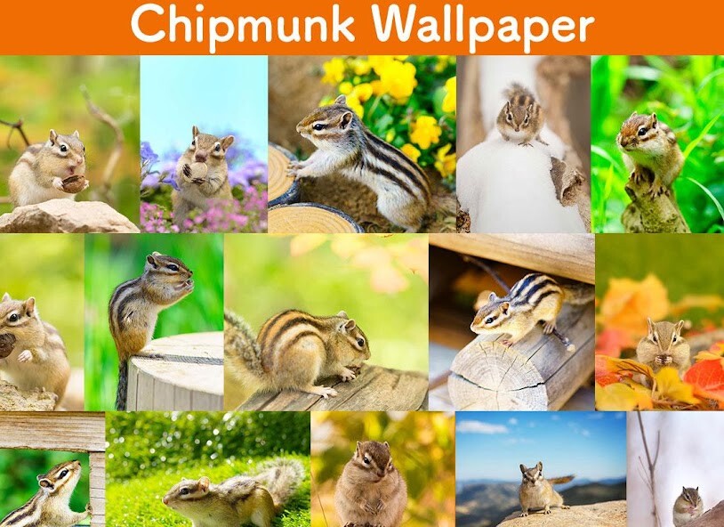 Emulate Android APK Wallpaper Chipmunk Emulate Android APK Wallpaper Chipmunk