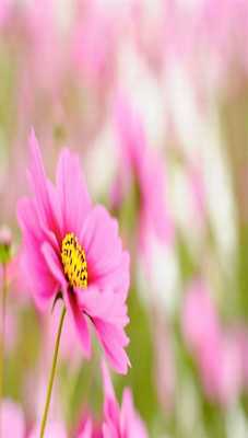 Emulate Android APK Wallpaper for Samsung Galaxy A3, A5, A7, A9