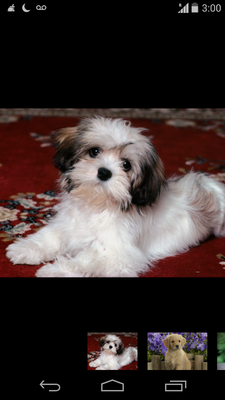 Emulate Android APK wallpaper funny dog Emulate Android APK wallpaper funny dog