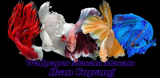 Run android online APK Wallpaper Macam Macam Ikan Cupang from MyAndroid or emulate Wallpaper Macam Macam Ikan Cupang using MyAndroid