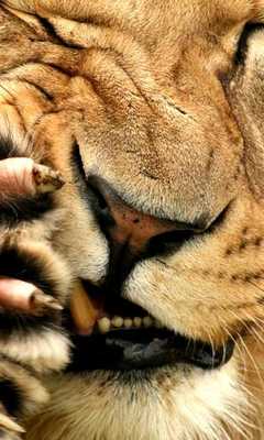 Emulate Android APK Wallpaper Puzzle : Animals Emulate Android APK Wallpaper Puzzle : Animals