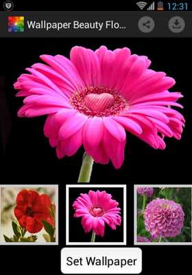 Emulate Android APK Wallpapers Beauty Flowers