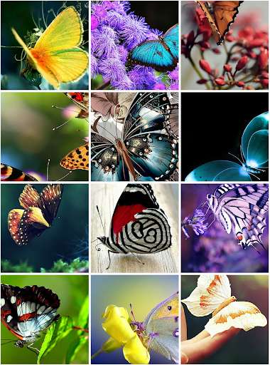Emulate Android APK Wallpapers Butterfly Emulate Android APK Wallpapers Butterfly