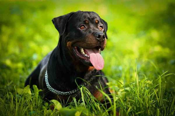 Emulate Android APK Wallpapers Dog Emulate Android APK Wallpapers Dog