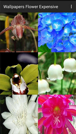 Run android online APK Wallpapers Flower Expensive from MyAndroid or emulate Wallpapers Flower Expensive using MyAndroid