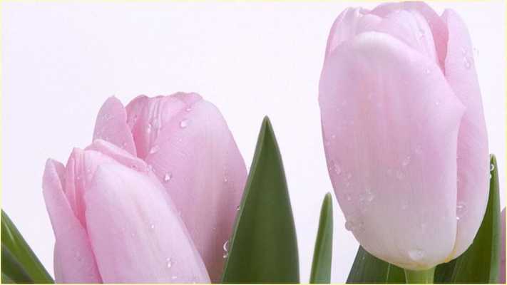 Emulate Android APK Wallpapers HD Flowers