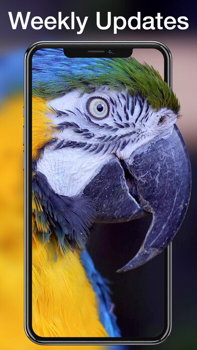 Emulate iPhone app WallpapersMania Live Wallpaper using MyAndroid Emulate iPhone app WallpapersMania Live Wallpaper using MyAndroid