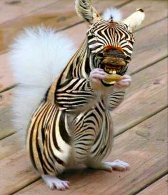 Emulate Android APK Wallpapers Morph: Zebra Hybrid Emulate Android APK Wallpapers Morph: Zebra Hybrid