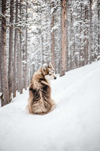 Run android online APK Wallpapers of Husky dogs from MyAndroid or emulate Wallpapers of Husky dogs using MyAndroid