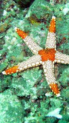 Emulate Android APK wallpaper starfish