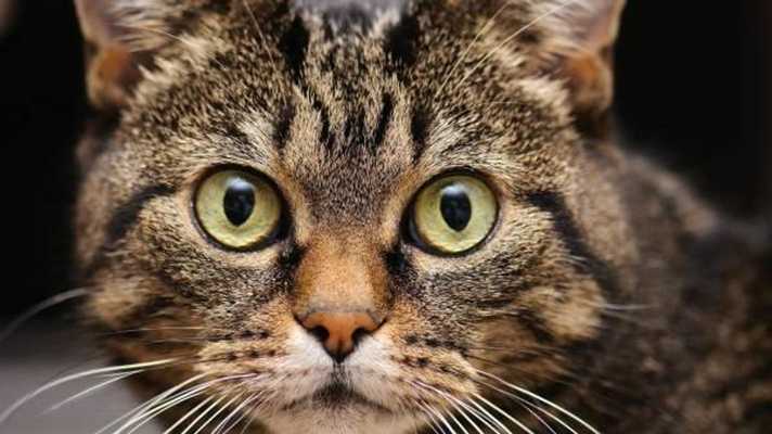 Emulate Android APK Wallpapers UAZ 33094 Emulate Android APK Wallpapers UAZ 33094