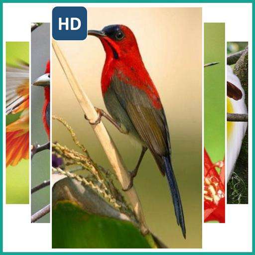 Run android online APK Wallpaper Various Birds from MyAndroid or emulate Wallpaper Various Birds using MyAndroid