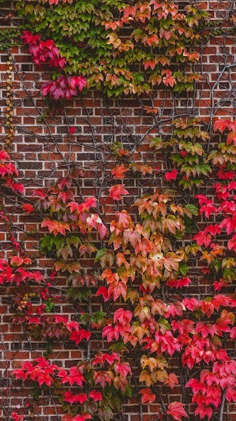 Run android online APK Wall Wallpaper HD from MyAndroid or emulate Wall Wallpaper HD using MyAndroid Run android online APK Wall Wallpaper HD from MyAndroid or emulate Wall Wallpaper HD using MyAndroid