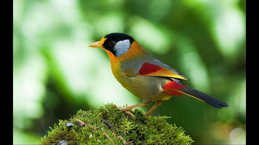 Emulate Android APK Warbler. Birds Wallpapers