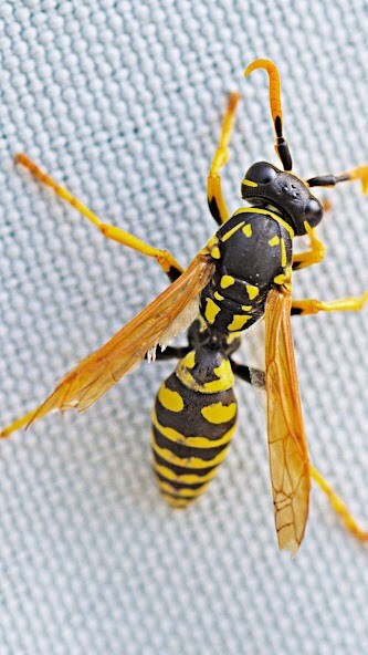 Run android online APK Wasp Wallpaper from MyAndroid or emulate Wasp Wallpaper using MyAndroid Run android online APK Wasp Wallpaper from MyAndroid or emulate Wasp Wallpaper using MyAndroid