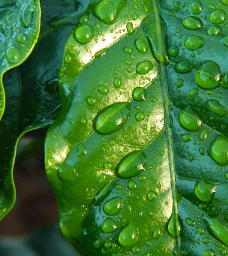 Run android online APK Water Droplets Wallpapers HD from MyAndroid or emulate Water Droplets Wallpapers HD using MyAndroid Run android online APK Water Droplets Wallpapers HD from MyAndroid or emulate Water Droplets Wallpapers HD using MyAndroid