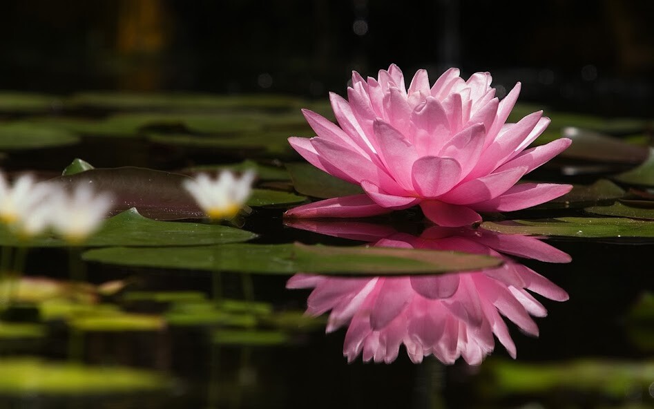 Run android online APK Water Lily Wallpaper HD from MyAndroid or emulate Water Lily Wallpaper HD using MyAndroid Run android online APK Water Lily Wallpaper HD from MyAndroid or emulate Water Lily Wallpaper HD using MyAndroid