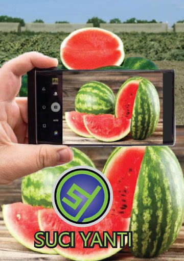 Run android online APK Watermelon Cultivation from MyAndroid or emulate Watermelon Cultivation using MyAndroid Run android online APK Watermelon Cultivation from MyAndroid or emulate Watermelon Cultivation using MyAndroid