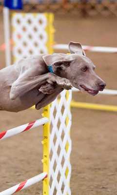 Emulate Android APK Weimaraners Jigsaw Puzzle