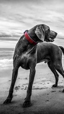 Emulate Android APK weimaraner wallpaper Emulate Android APK weimaraner wallpaper