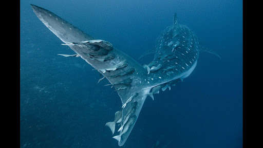 Run android online APK Whale Shark. Wallpapers from MyAndroid or emulate Whale Shark. Wallpapers using MyAndroid