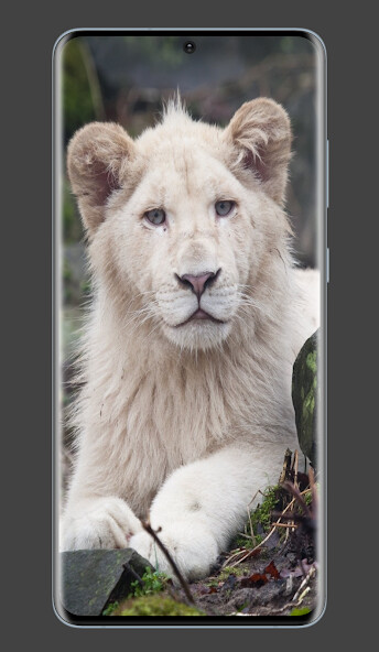 Run android online APK White Lions Pictures from MyAndroid or emulate White Lions Pictures using MyAndroid
