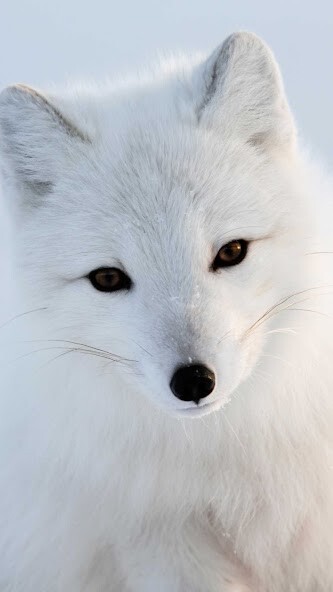 Run android online APK White Polar Fox Wallpaper from MyAndroid or emulate White Polar Fox Wallpaper using MyAndroid Run android online APK White Polar Fox Wallpaper from MyAndroid or emulate White Polar Fox Wallpaper using MyAndroid