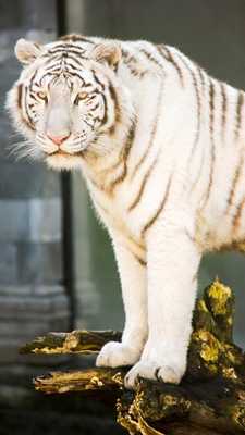 Emulate Android APK white tigers wallpaper