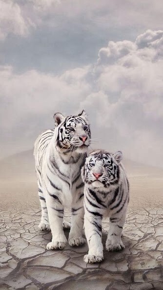 Run android online APK White Tiger Wallpaper from MyAndroid or emulate White Tiger Wallpaper using MyAndroid Run android online APK White Tiger Wallpaper from MyAndroid or emulate White Tiger Wallpaper using MyAndroid