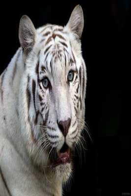 Emulate Android APK White tiger wallpapers HD