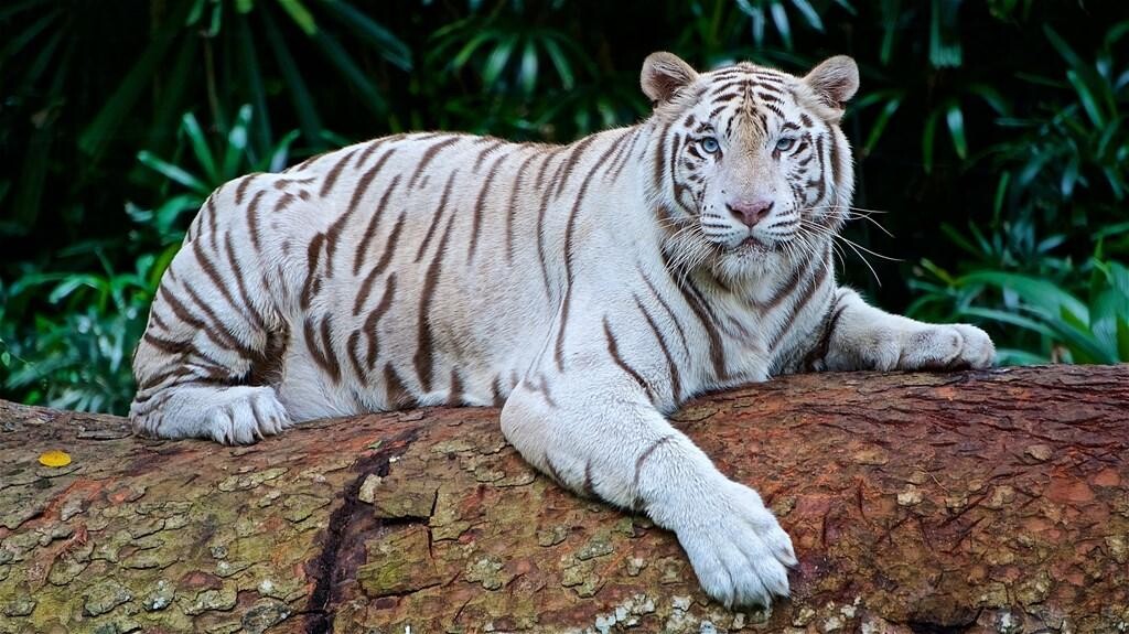 Emulate Android APK White Tiger Wallpapers Emulate Android APK White Tiger Wallpapers