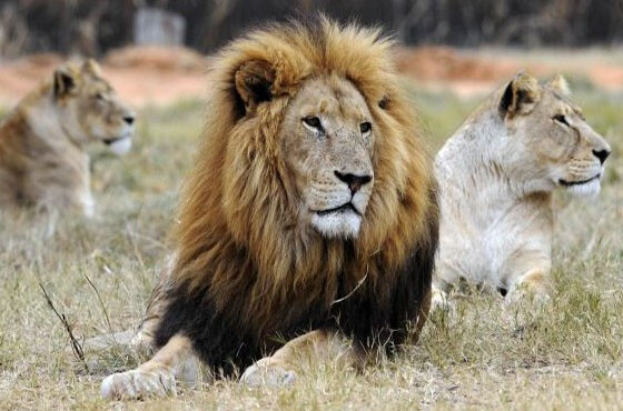 Run android online APK Wild Africa Animals Wallpaper from MyAndroid or emulate Wild Africa Animals Wallpaper using MyAndroid