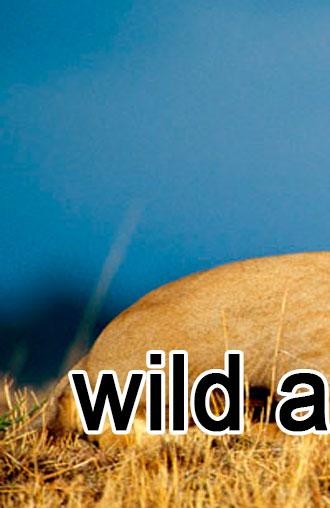 Run android online APK Wild animals online from MyAndroid or emulate Wild animals online using MyAndroid Run android online APK Wild animals online from MyAndroid or emulate Wild animals online using MyAndroid