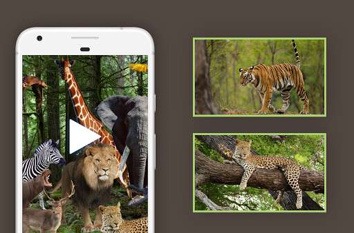 Run android online APK Wild Animals Video Documentary from MyAndroid or emulate Wild Animals Video Documentary using MyAndroid