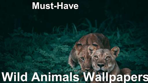 Run android online APK Wild Animals Wallpapers and background editing from MyAndroid or emulate Wild Animals Wallpapers and background editing using MyAndroid