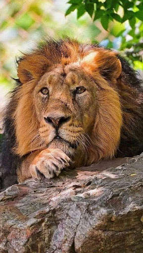 Emulate Android APK Wild Animal Wallpapers Emulate Android APK Wild Animal Wallpapers