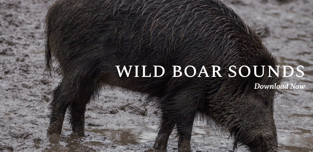 Run android online APK Wild Boar Sounds App from MyAndroid or emulate Wild Boar Sounds App using MyAndroid Run android online APK Wild Boar Sounds App from MyAndroid or emulate Wild Boar Sounds App using MyAndroid
