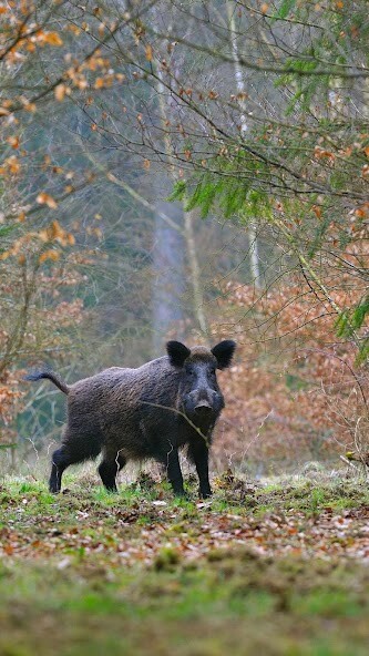 Run android online APK Wild Boar Wallpaper from MyAndroid or emulate Wild Boar Wallpaper using MyAndroid Run android online APK Wild Boar Wallpaper from MyAndroid or emulate Wild Boar Wallpaper using MyAndroid