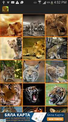 Emulate Android APK Wild Cats Wallpaper Emulate Android APK Wild Cats Wallpaper