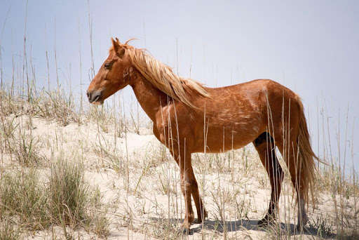 Emulate Android APK Wild horse wallpapers Emulate Android APK Wild horse wallpapers
