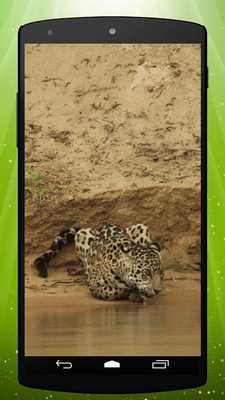 Emulate Android APK Wild Leopard Live Wallpaper