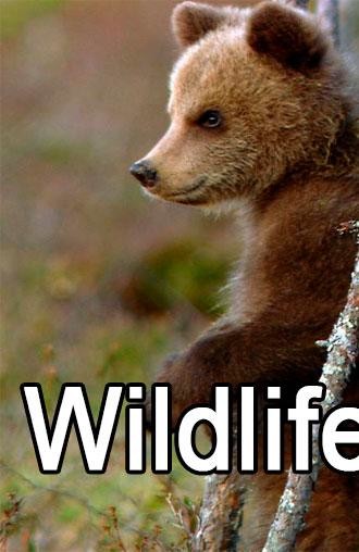 Run android online APK Wildlife Documentary from MyAndroid or emulate Wildlife Documentary using MyAndroid