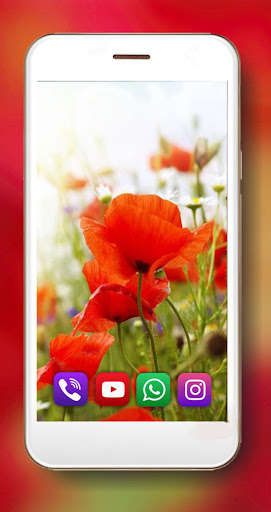 Run android online APK Wild Poppy Red from MyAndroid or emulate Wild Poppy Red using MyAndroid Run android online APK Wild Poppy Red from MyAndroid or emulate Wild Poppy Red using MyAndroid