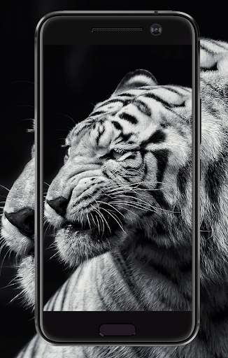 Run android online APK Wild Tiger Wallpaper from MyAndroid or emulate Wild Tiger Wallpaper using MyAndroid
